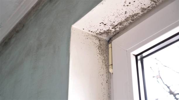 Best Attic Mold Removal  in East Foothills, CA