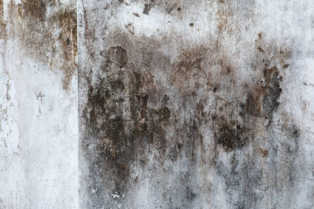 Best Black Mold Removal  in East Foothills, CA