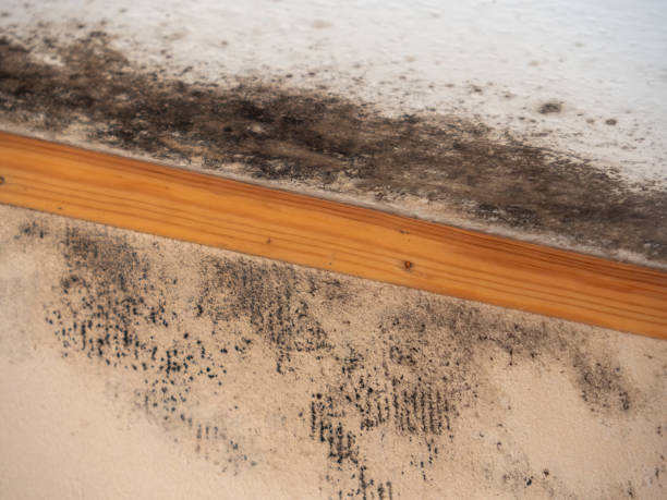 Best Commercial Mold Inspection  in East Foothills, CA