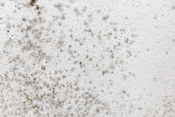 Trusted East Foothills, CA Mold Removal Experts