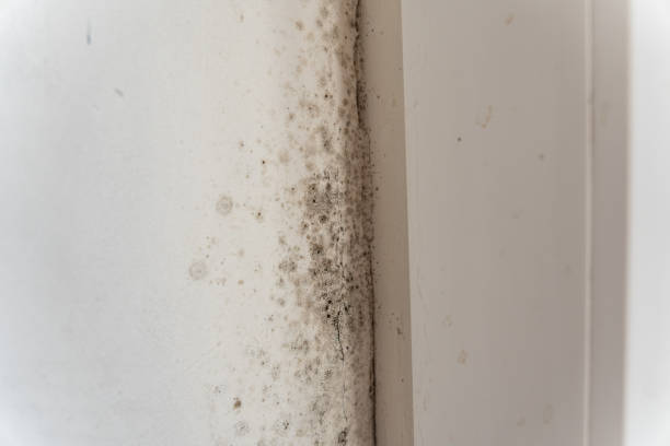 Best Air Quality Testing for Mold Spores  in East Foothills, CA