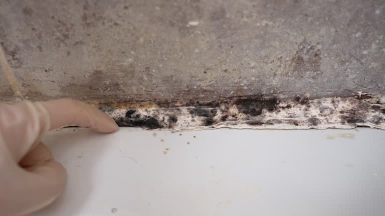 Best Mold Damage Restoration  in East Foothills, CA